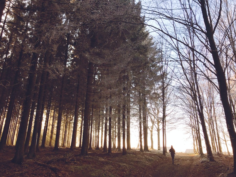 Forest